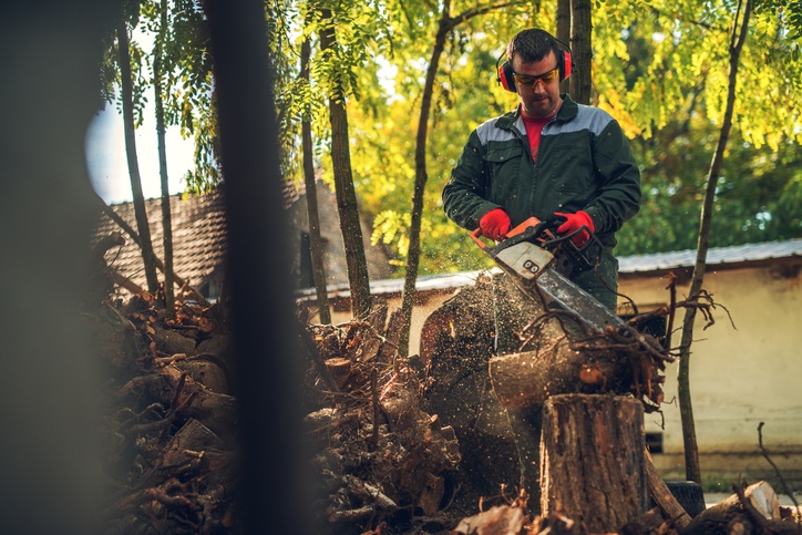 Man with chainsaw cutting down tree